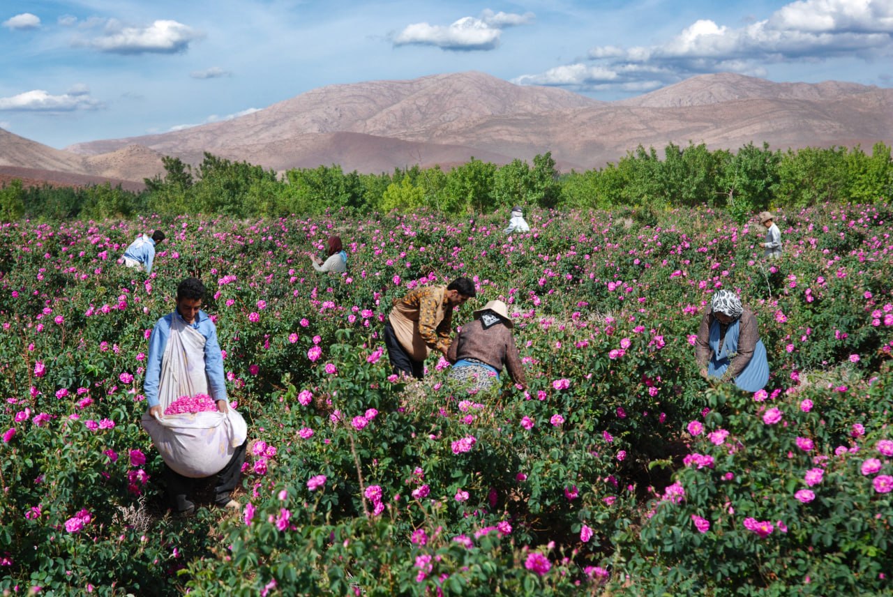 Rose-growing landscape near Kashan and Qamsar, a cultural inspiration for AREDVISUR